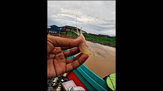 mancing udang galah