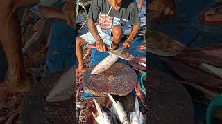 Download Lagu fresh baby tuna cuttting show MP3