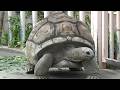 ゾウガメさん可愛い❤ Cute Aldabra giant tortoise 【Cute animal videos】
