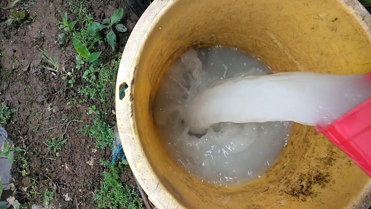 Yari unik 16+ yara nitrabor(calcium nitrate) for siling panigang not  hot 😊😊