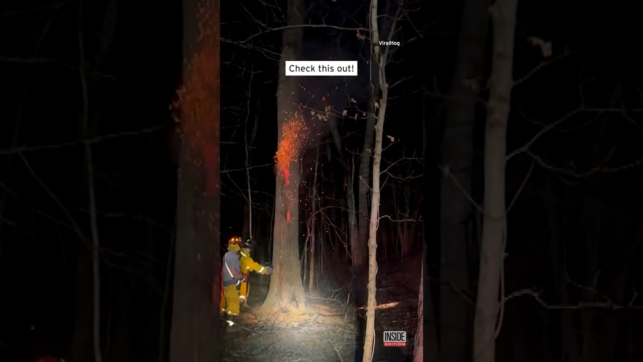 Tree Burns Inside Out 