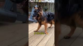 One Month to One Year German Shepherd Transformation 🐾🐕🦺 #shorts #shortsfeed #dog #germanshepherd