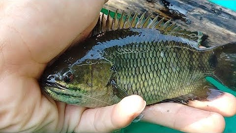 Tiếp tục câu cá rô đồng bãi huyền thoại ở chợ nữa cả nhà ơi dựt liên tục quá đã ...