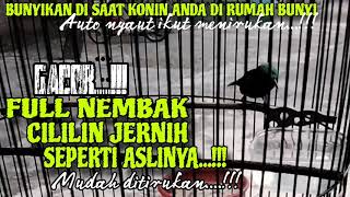 Konin Isian Cililin Jernih  Nembak Masteran  Mudah Di Tirukan Konin Anda Pasti Nyaut Ikut Gacor