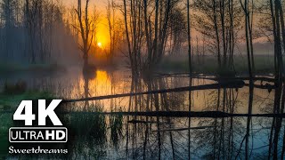 Soft Flute Music for Relax, Study and Sleep | Relax Music, Study Music, Sleeping Music screenshot 2