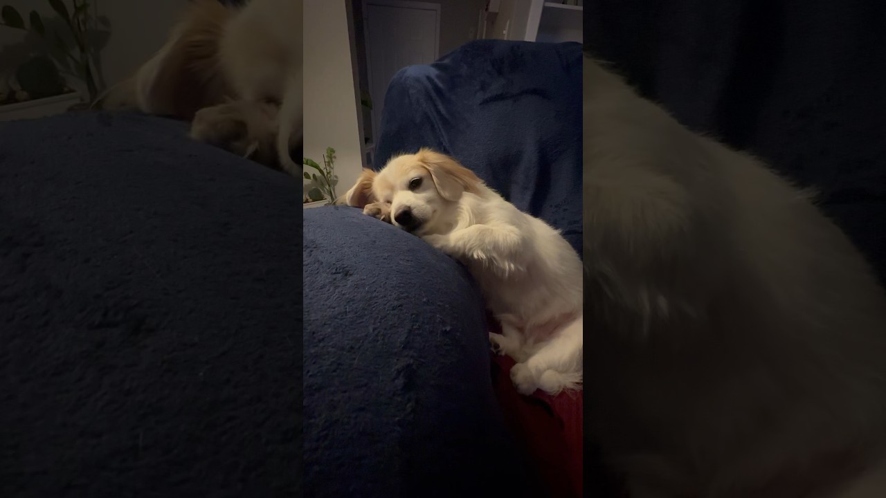 This is how he rest after a long day at work 😂 