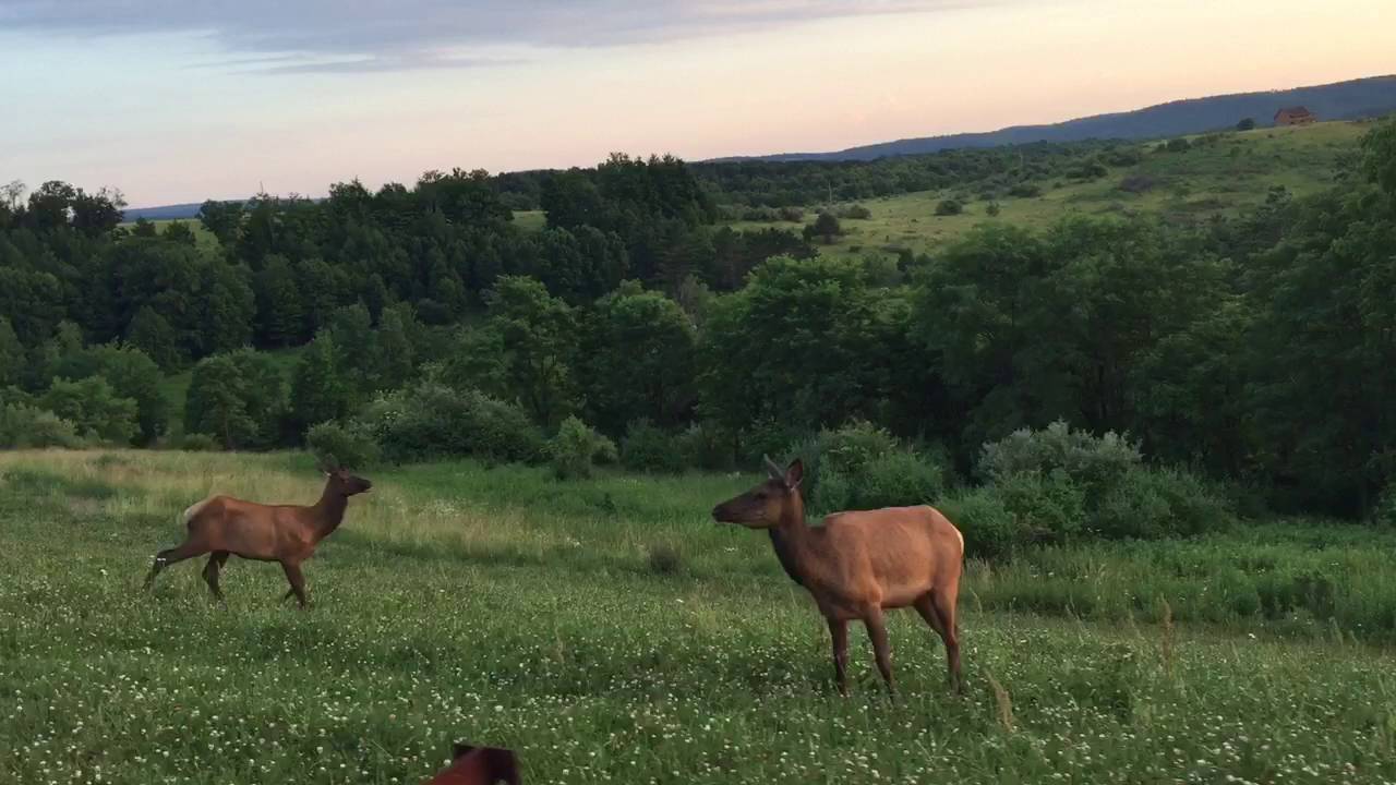 Benezett, Elk County