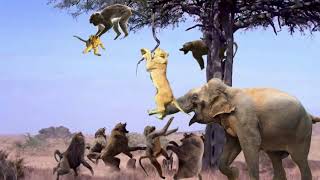 Lion Climb A Tree To Catch Baboon To Save Baby - Elephant Save Baby From Lion, Hippo Vs Lion