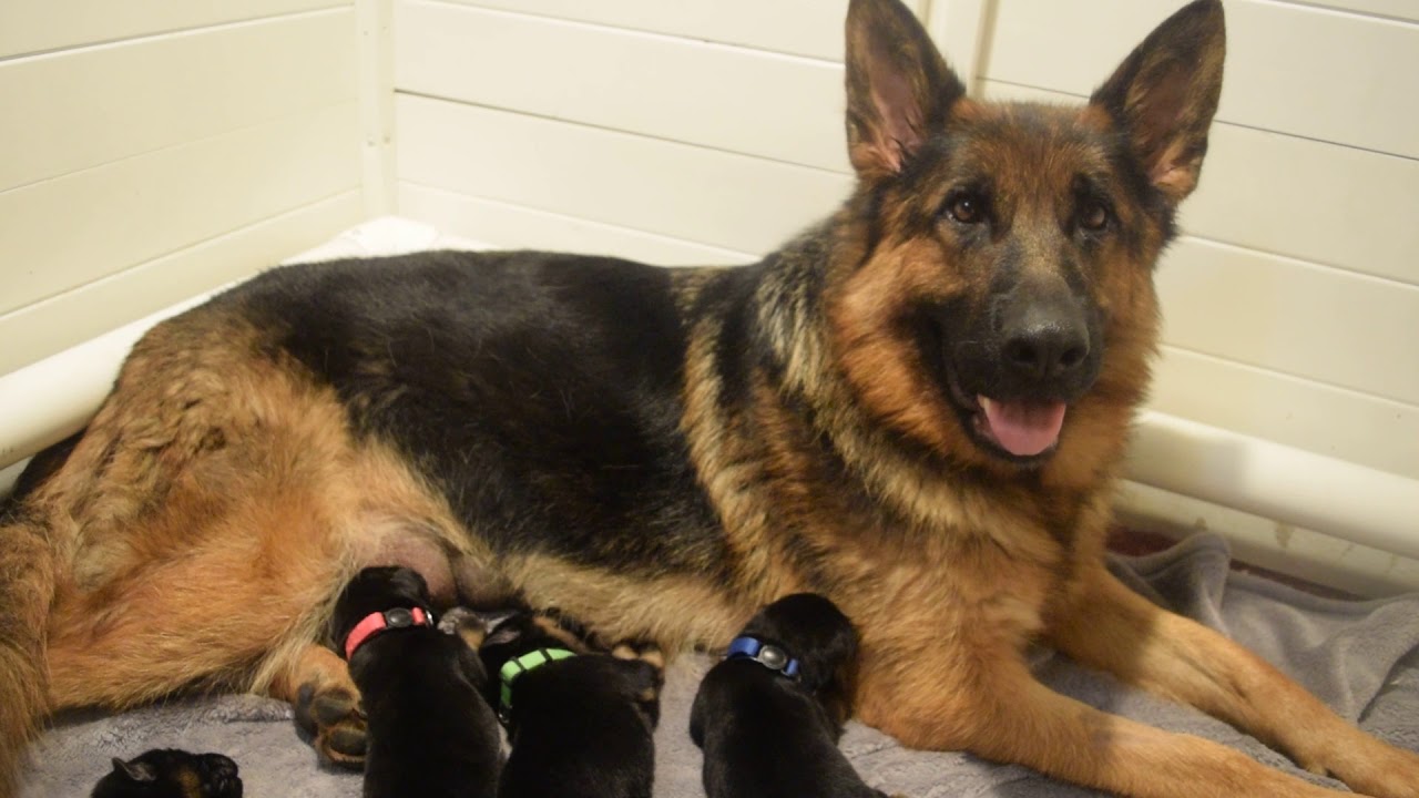 tiltonhaus german shepherds