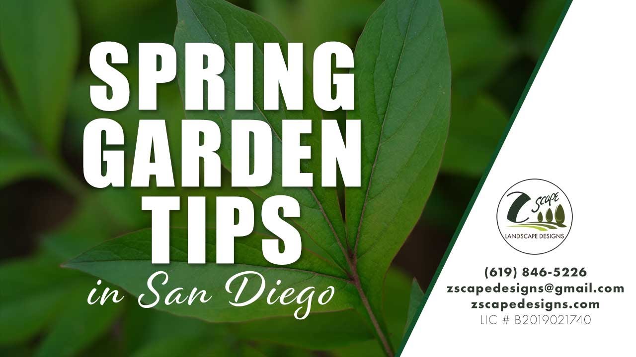 Spring Garden Tips in San Diego - Zscape Landscape Designs - Frank Zottolo