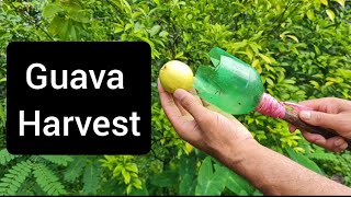 Guavas are more interesting than you think