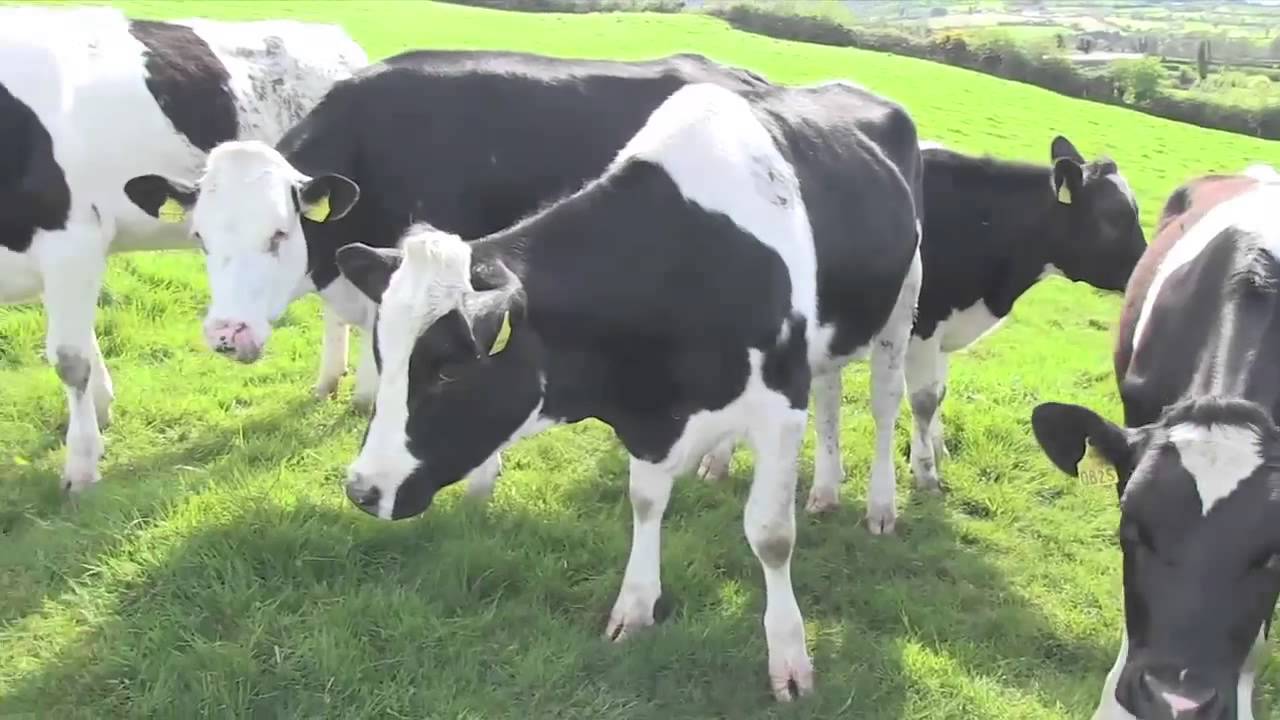 Cows In The Field