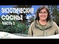 Экзотические сосны. Часть 2. Сосна желтая и мелкоцветковая