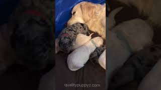 PuppyFinder.com : Goldendoodle Puppies Relaxing in their nest with mommy!