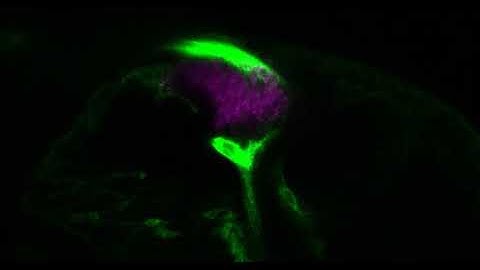 A time-lapse movie of a fruit fly visual system developing over the course of six hours