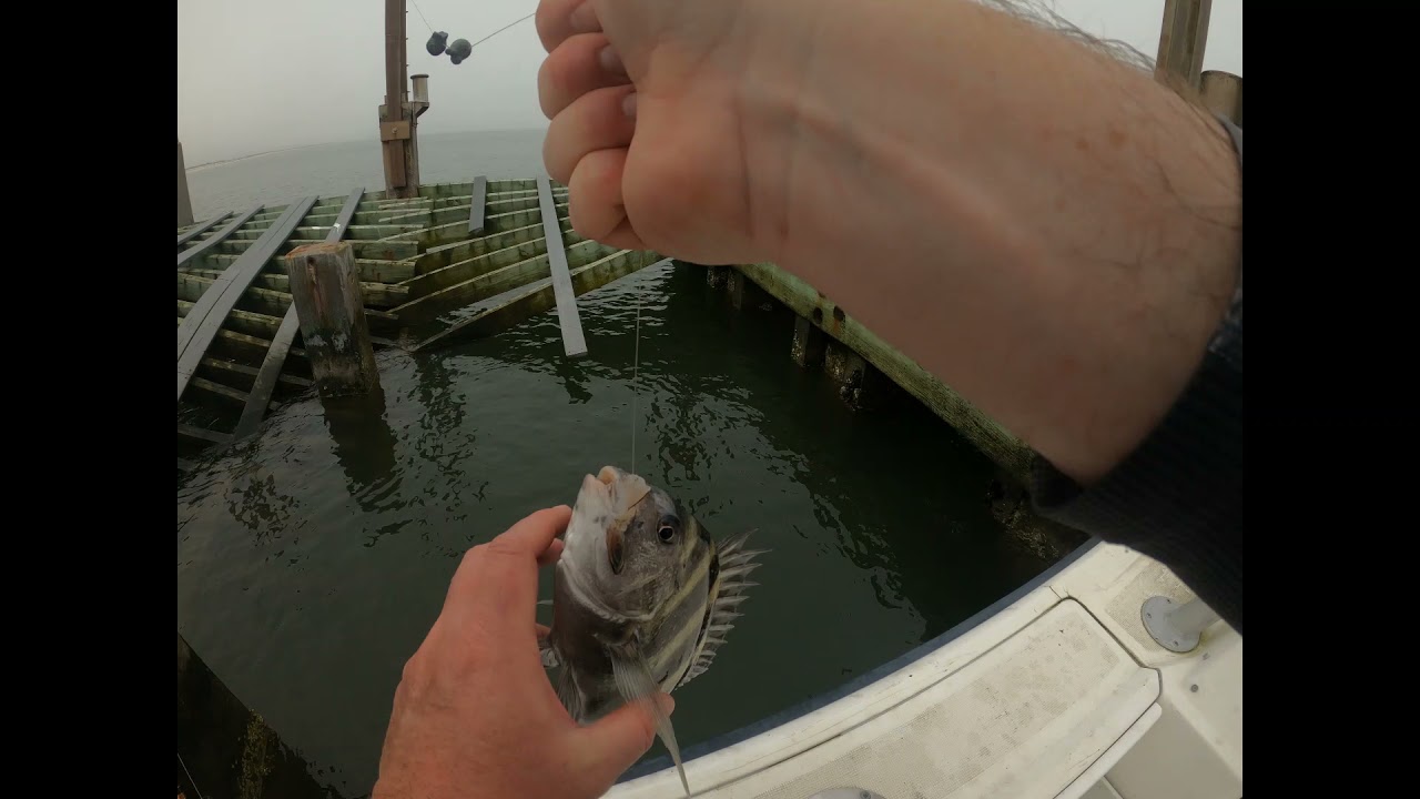 Ship Sheep & Red Catch N Cook