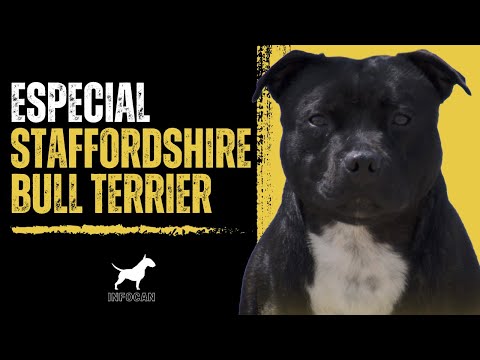 Video: ¿Por qué los staffordshire bull terrier tienen mala reputación?