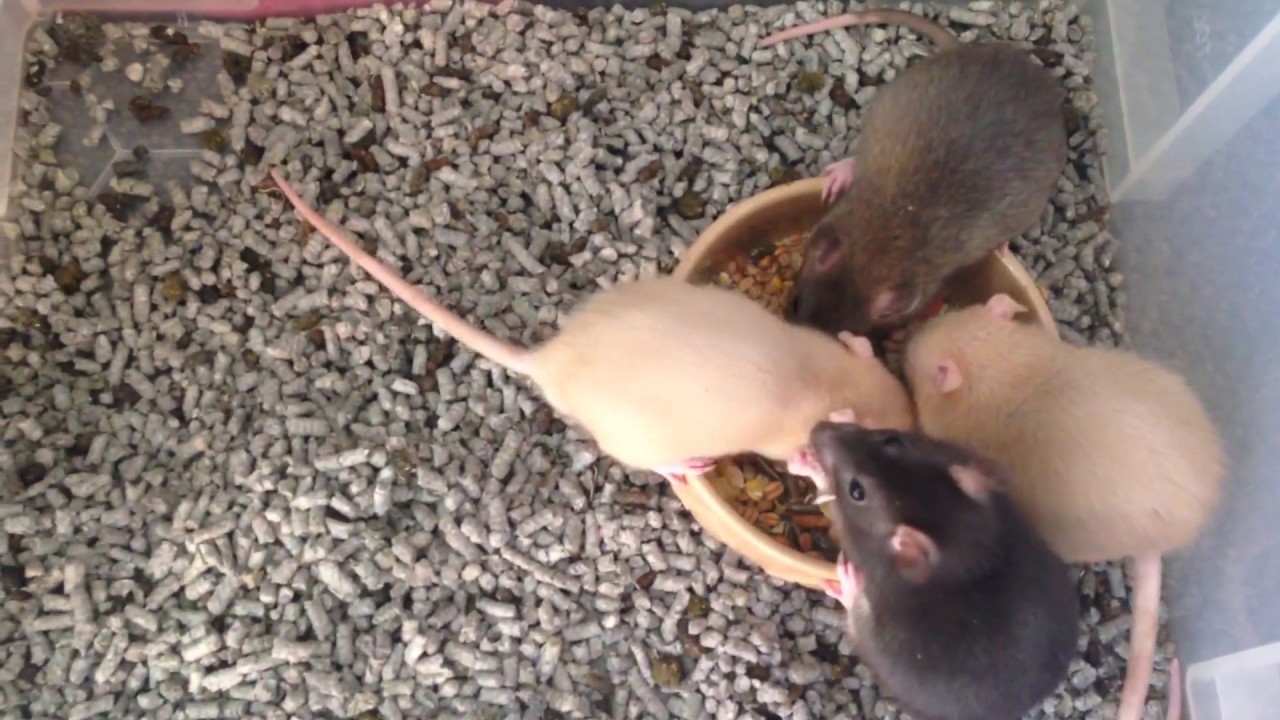 Baby rats | 5 weeks old | Their first common meal #2 - YouTube