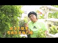 【生活地球村】 健康不能等 有機蔬菜自己種 20240414