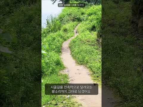 시골길을 전속력으로 달려오는 이 강아지, 왜 이렇게 신났을까요?