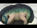 Pleo Dinosaur Baby