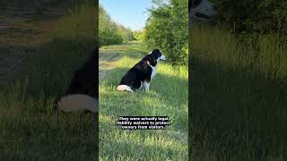 Tanda "Awas Anjing" Anda Adalah Hukum Kuno 🐶🐾