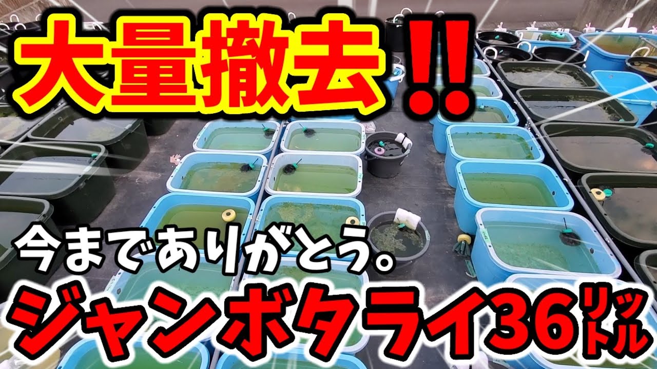 We're removing a large number of 36-liter jumbo tubs! We're