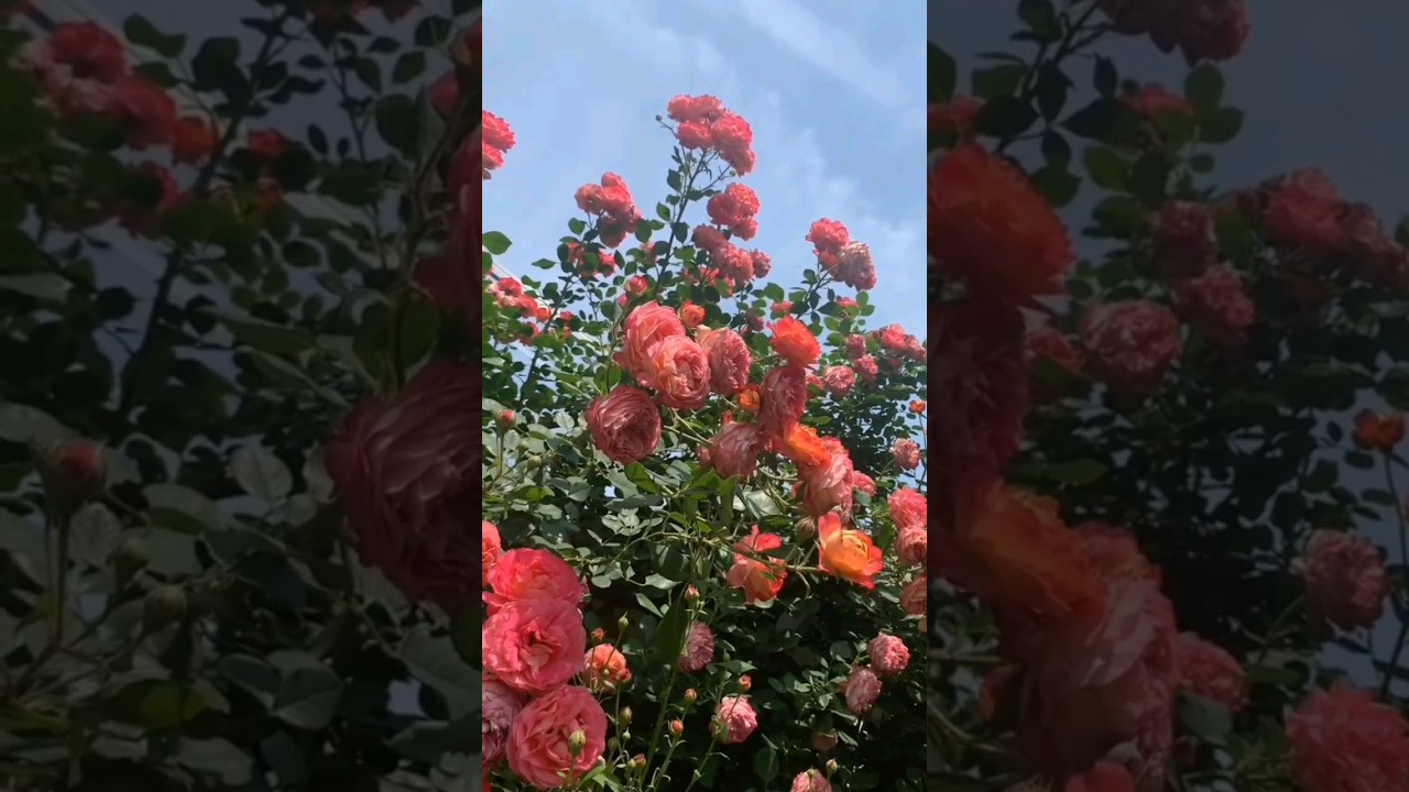 Beautiful Rose collection.😍 