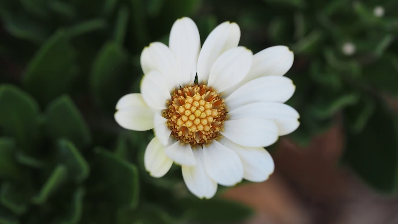 Single Daisy Closing Time Lapse EM1 YouTube