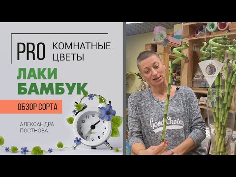 Лаки бамбук - это НЕ бамбук. Что же это такое? Давайте разбираться вместе. Необычная драцена.