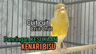 Kenari gacor cuit cuit NgeroL, Pancingan kenari paud belajar bunyi,Pancingan Kenari BISU Susah Bunyi