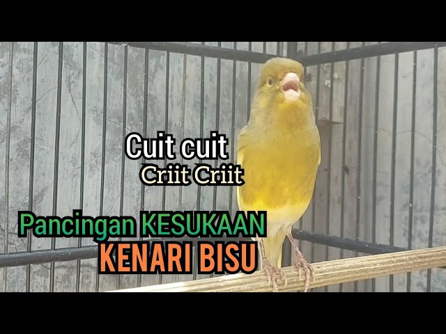 Kenari gacor cuit cuit NgeroL, Pancingan kenari paud belajar bunyi,Pancingan Kenari BISU Susah Bunyi class=