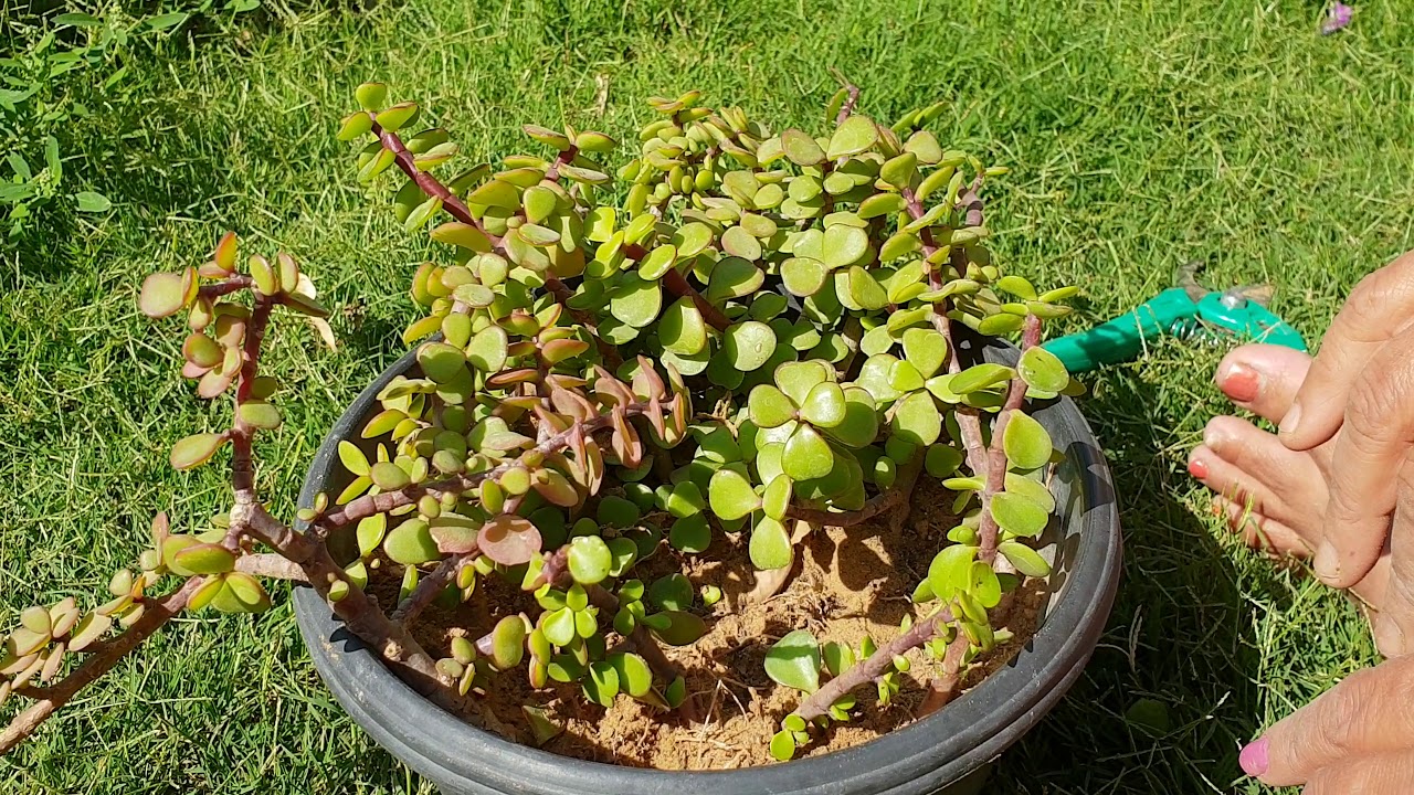 How to Grow Jade Plant by Cutting Grow Jade Cuttings in Easy Way English Fun Gardening