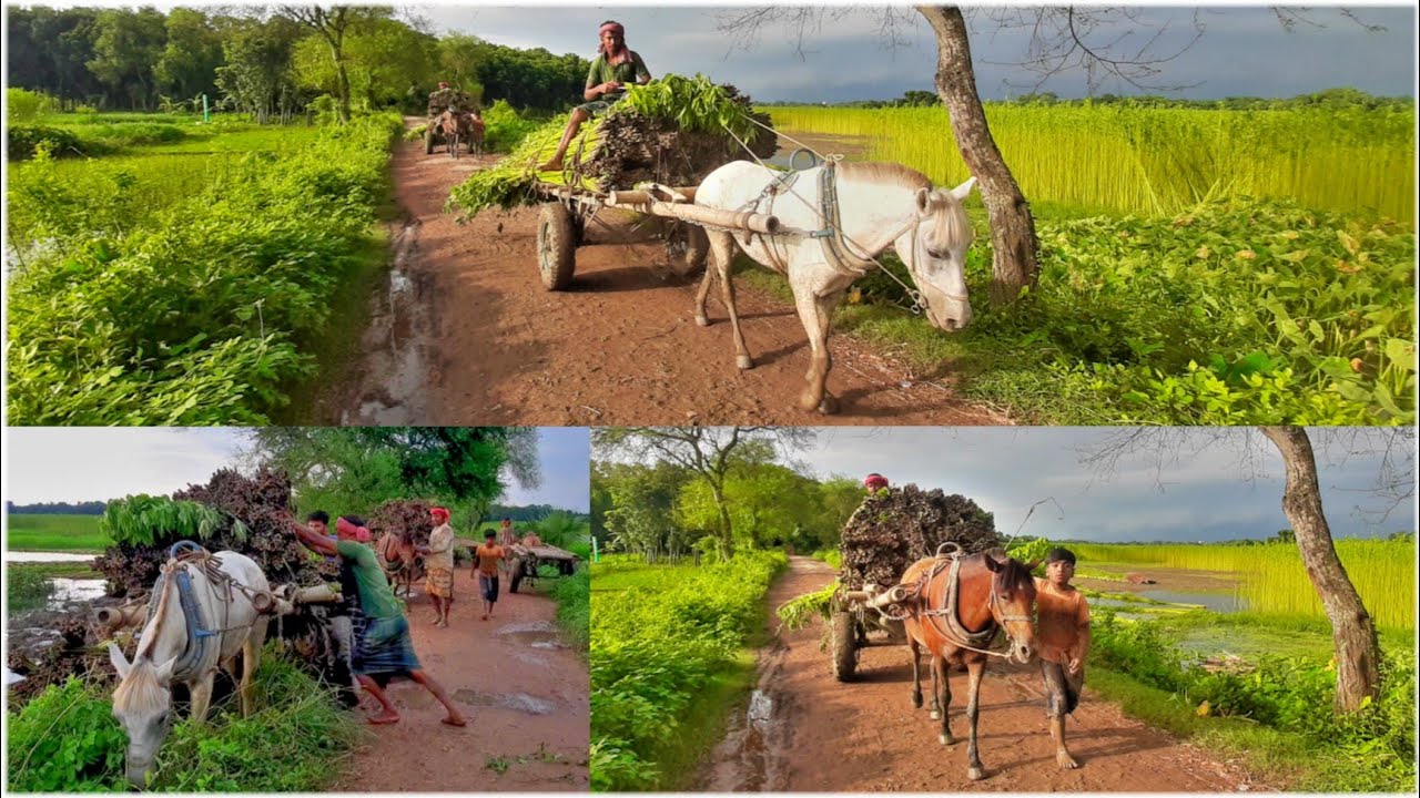 See horse-drawn carriage jute || ঘোড়ার গাড়ি দিয়ে পাট টানা দেখুন || 