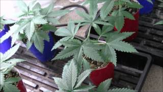 How To Top Marijuana Plants God Bud My Method
