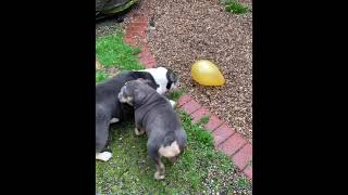 When A Scary Balloon Arrive To Your Garden