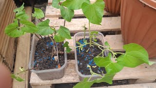 how to germinate Runner Beans from seeds to planted in container at home Shoker bagan UK 2024
