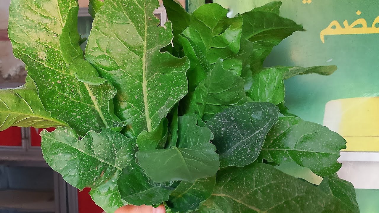 اول نزول قطرات المطر 🌧️ في الموسم وحصاد نبات السلق🥬 وتعديل الحديقة الخارجيية 