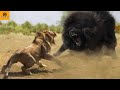 Super classic confrontations of the wildlife world  liongorillatiger animal world