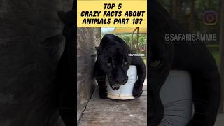 Crazy Facts About Animals Part 18 #shorts #Facts #animals