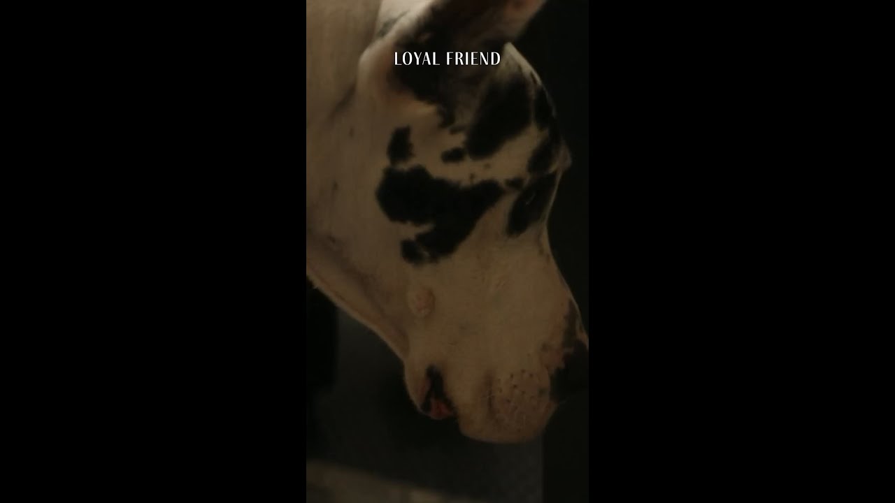 Was soll sie auch sagen, gegen so einen starken Typen... 😅 #LoyalFriend jetzt bei #Sky.