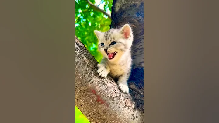 Watch the video about PA😺 PA😺🐾 #cute🤷🏼‍♀️😺#viral #cutebaby #funny #cat #cats #tabby #funnybaby #catlover #fun #youtube