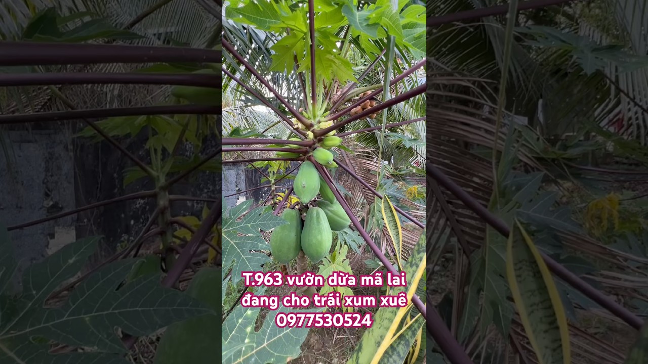 T.963 bán vườn dừa mã lai đang cho trái xum xuê vô có thu nhập ổn định hàng tháng luôn đó 80 góc dừa