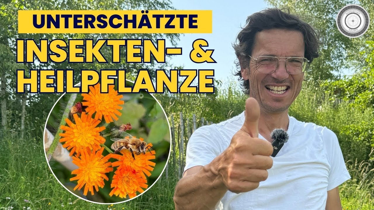 ALL IN ONE: Bienen, Schmetterlinge, Heilpflanze und Küchenkraut. Orangerotes Habichtskraut