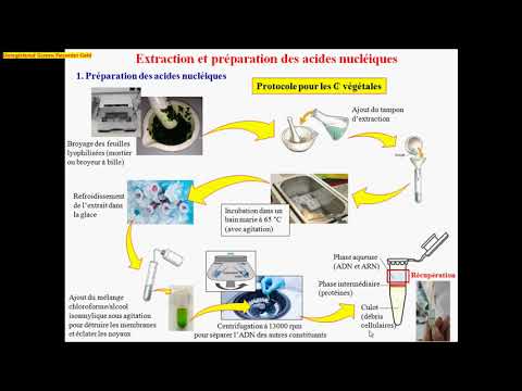 Vidéo: Qu'est-ce que la méthode d'extraction de longue taille ?