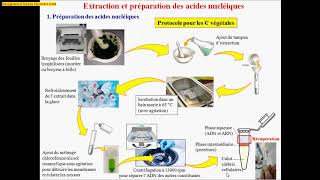 Différence entre l'extraction d'ADN et d'ARN