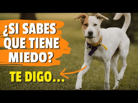 Cómo REACCIONAN los