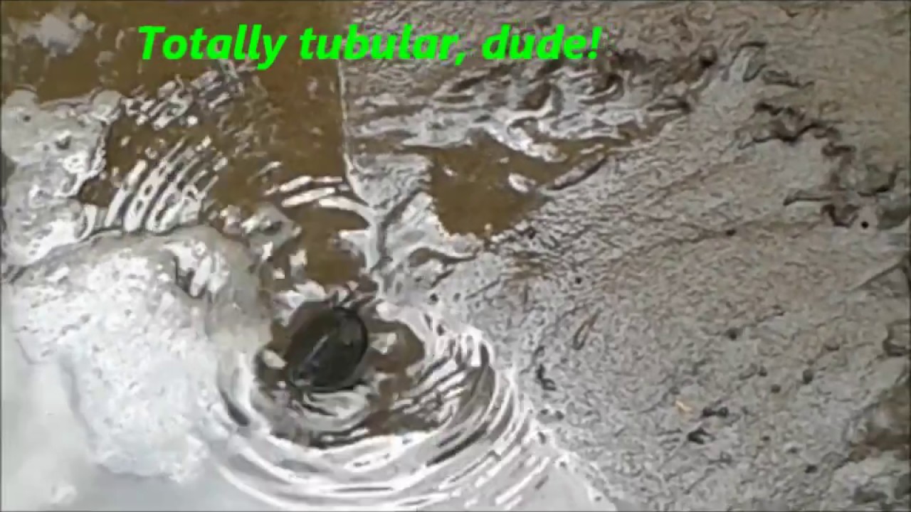 Baby turtles hatch and swim for the first time - saveswanpark