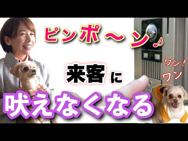 My beloved dog used to get excited and bark when I called the