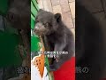 感動したらいいね最後まで見てコメントしてね #shorts #動物 #感動 #いいね #熊